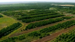 «Просто залысина» - Токаев о зеленом поясе вокруг Астаны