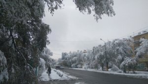 Блокпосты выставили на трассах в Жамбылской области