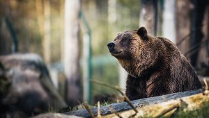 В словацком городе объявлен режим ЧП из-за нападений медведя на людей